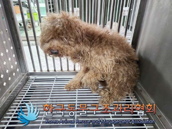 종료(반환) 푸들의…